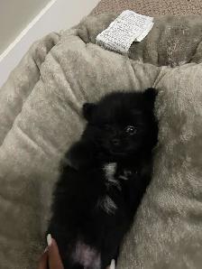 Tiny little black Pomeranian available