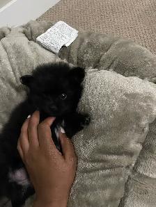 Tiny little black Pomeranian available - Photo 2