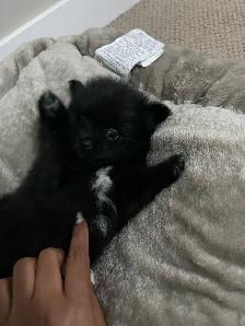 Tiny little black Pomeranian available - Photo 3