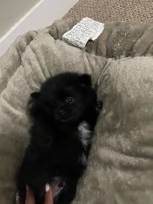 Tiny little black Pomeranian available - Photo 4