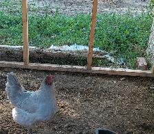 Lavender Orpington hatching eggs! - Photo 2