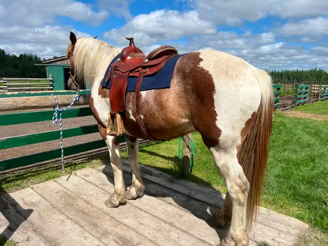 Rocky Mountain Saddle