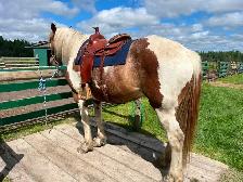 Rocky Mountain Saddle