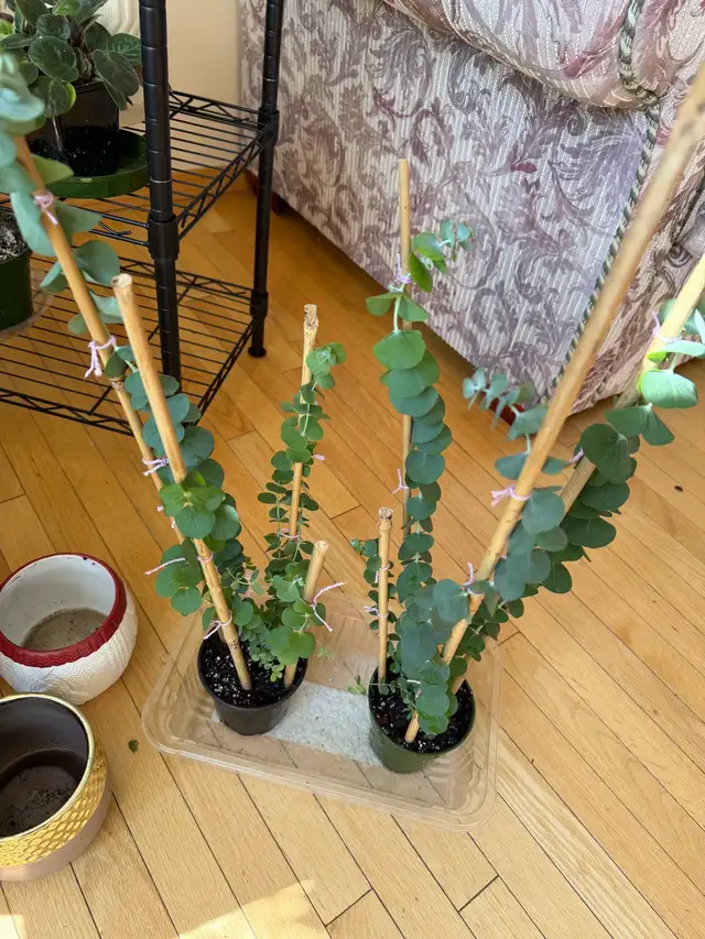 Beautiful baby blue eucalyptus included pot