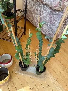Beautiful baby blue eucalyptus included pot