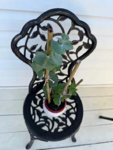 Beautiful baby blue eucalyptus included pot - Photo 2