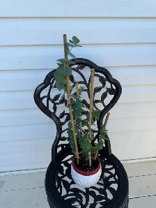 Beautiful baby blue eucalyptus included pot - Photo 3