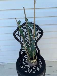 Beautiful baby blue eucalyptus included pot - Photo 4