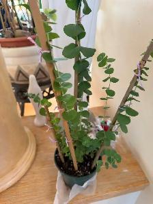 Beautiful baby blue eucalyptus included pot - Photo 5