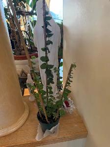 Beautiful baby blue eucalyptus included pot - Photo 6