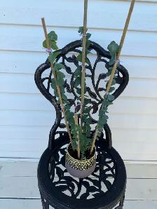 Beautiful baby blue eucalyptus included pot - Photo 7