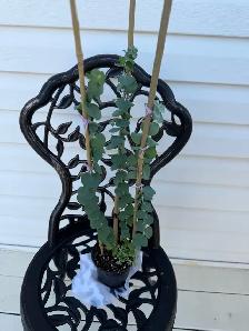 Beautiful baby blue eucalyptus included pot - Photo 8