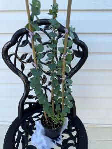 Beautiful baby blue eucalyptus included pot - Photo 9
