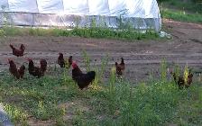 Rhode Island Red hatching eggs! - Photo 3