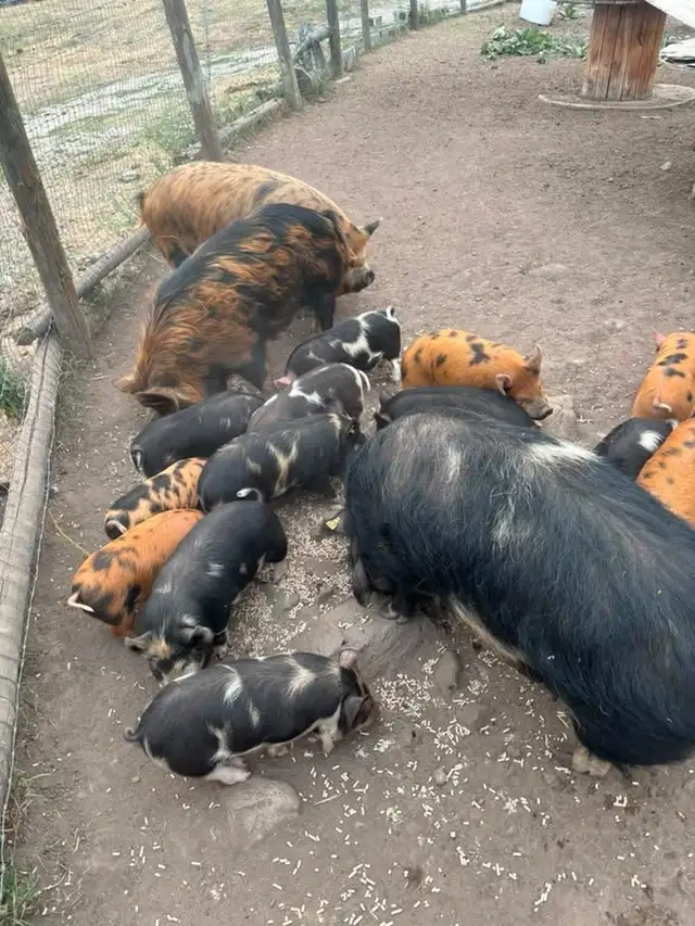 PIG HERD DISPERSAL
