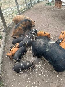 PIG HERD DISPERSAL