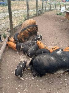 PIG HERD DISPERSAL - Photo 2