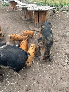 PIG HERD DISPERSAL - Photo 3