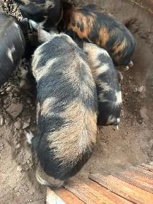 PIG HERD DISPERSAL - Photo 4