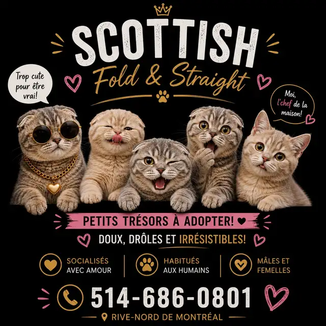 CHATON SCOTTISH FOLD ET STRAIGHT