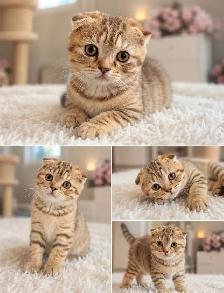 CHATON SCOTTISH FOLD ET STRAIGHT - Photo 3