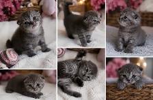CHATON SCOTTISH FOLD ET STRAIGHT - Photo 4
