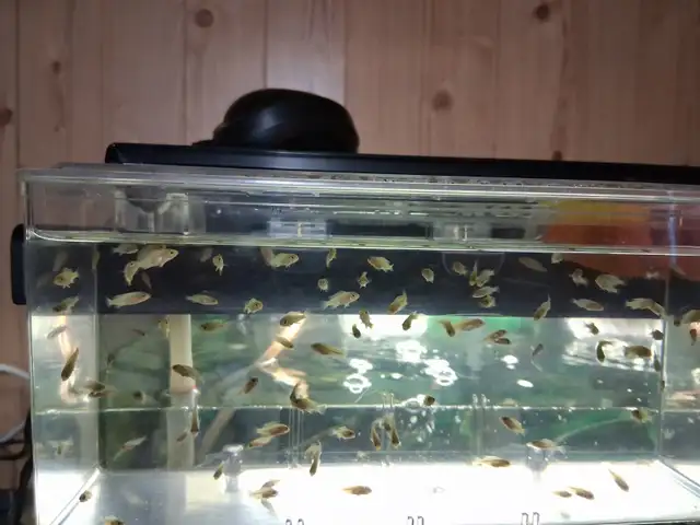 100 African Cichlids Labidochromis caeruleus (yellow lab) cubs