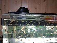 100 African Cichlids Labidochromis caeruleus (yellow lab) cubs