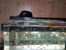 100 African Cichlids Labidochromis caeruleus (yellow lab) cubs - Photo 2