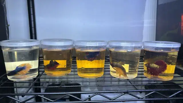 SALE - $12 Betta Males