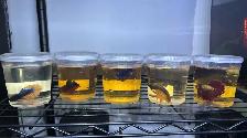 SALE - $12 Betta Males