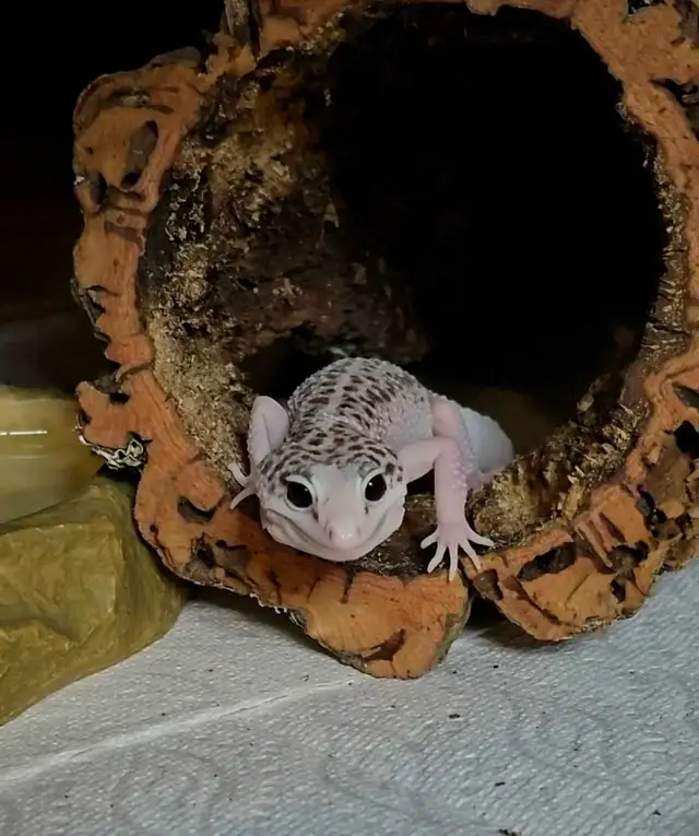 Super Galaxy Pied Leopard Gecko
