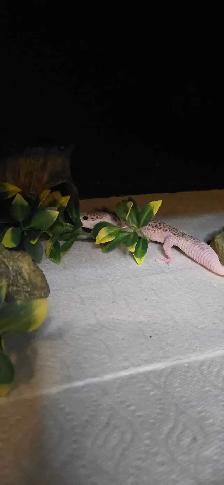 Super Galaxy Pied Leopard Gecko - Photo 2