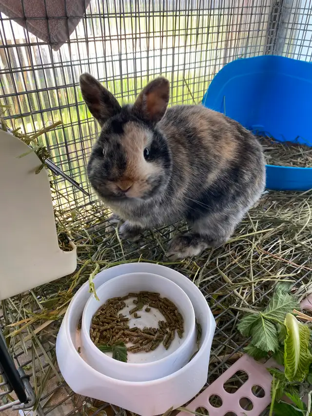 Downsizing Herd of UNRELATED Netherland Dwarfs