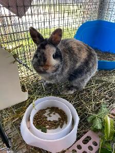 Downsizing Herd of UNRELATED Netherland Dwarfs
