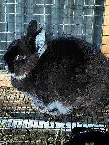 Downsizing Herd of UNRELATED Netherland Dwarfs - Photo 2
