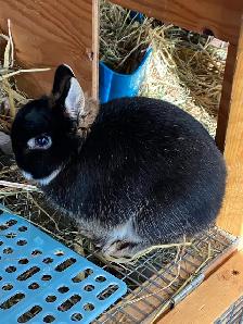 Downsizing Herd of UNRELATED Netherland Dwarfs - Photo 3
