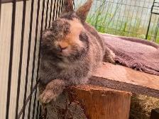 Downsizing Herd of UNRELATED Netherland Dwarfs - Photo 4