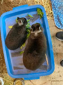Downsizing Herd of UNRELATED Netherland Dwarfs - Photo 5