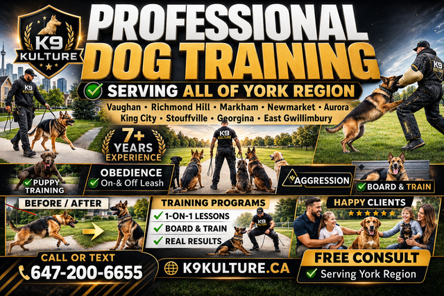 Dog Training Experts | Puppy, Obedience & Aggressive Dogs