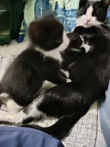 Kittens