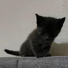 Kittens - Photo 2