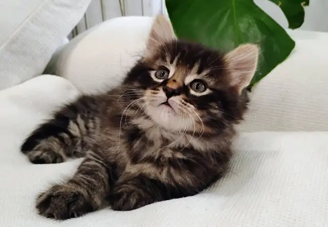 Chaton Sibérien Hypoallergene