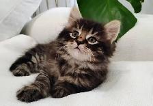 Chaton Sibérien Hypoallergene
