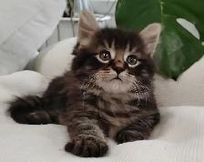Chaton Sibérien Hypoallergene - Photo 5
