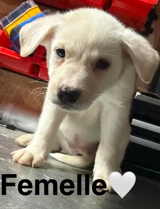 Chiots - Berger australien X Berger blanc