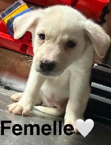 Chiots - Berger australien X Berger blanc