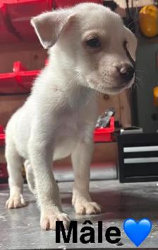 Chiots - Berger australien X Berger blanc - Photo 2