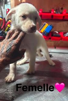 Chiots - Berger australien X Berger blanc - Photo 3
