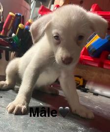Chiots - Berger australien X Berger blanc - Photo 4